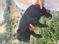Show Kalite BLACK Dişi French Bulldog
