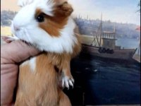 Yavru ve Yetişkin Guinea pig mevcuttur