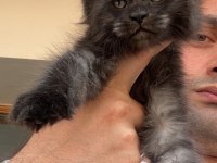 Siyah duman (black smoke) dişi maine coon