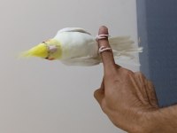 Harika lutino sultan papağanı