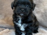 Çanta boy büyümeyen morkie yavruları