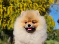 6 Aylık Dişi Şecereli Teddy Face Pomeranian Boo