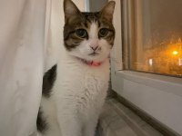 KEDİMİZ LUNA İÇİN ACİL YUVA ARIYORUZ