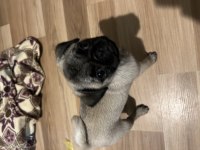Pug yavrumuz yeni ev arıyor
