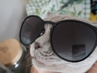 Acil Sahiplendirme british shorthair