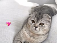 Ev arıyoruz scottish fold kızıma