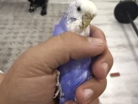 9 aylık dişi muhabbet kuşu