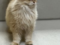 Yakışıklı golden british longhair erkek
