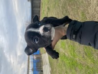 French renkli gözlü french bulldog