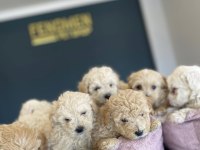 BEBEK YÜZ  TOY POODLE YAVRULAR ANKARA MAĞAZAMIZDA GÖRN
