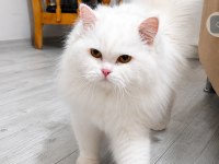 British Longhair Kedisi Beyaz