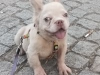 French bulldog 5 aylık