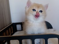 Lilac Golden Erkek British Shorthair Yavru