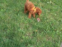 3 aylık toy poodle