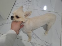 Orjinal erkek chihuahua