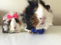 Kapıya Teslim Guinea pig Setleri