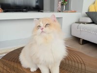 British Longhair Kedilerim