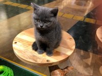 Sevimli British Shorthair