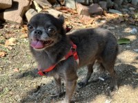 Chihuahua Erkek 5 Yaşında