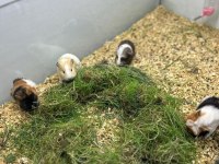Yavru ginepigler burada