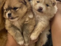 Erkek ve dişi pomeranian boo yavrularımız