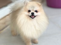 Pomeranian boo yavrular