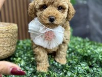 ŞEKER TADINDA MALTIPOO
