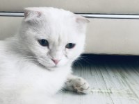 7 aylık erkek scottish fold