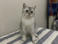 BRİTİSH SHORTHAİR KIZIMIZA EŞ ARIYORUZ