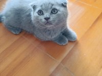 British shorthair kül rengi yavrumuz