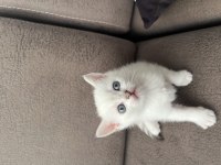 British Shorthair Erkek Yavrumuz