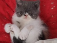 TÜM TÜRKİYE GENELİ GÖNDERİM MÜMKÜN KEDİMİZ