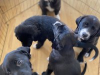 Labrador yavru köpeğimiz