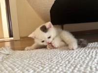 Cinnamon harlyquin british shorthair