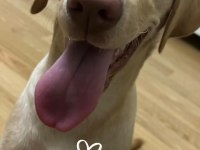 Latte Kızımıza (Labrador) Yuva Aranıyor