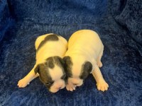 FRANSIZ BULLDOG KÖPEĞİMİZ