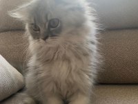 YUVA ARAYAN MİNİK PRENS KEDİMİZ