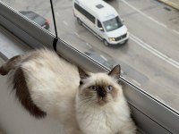 British Longhair Yavrumuz