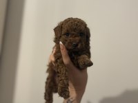 2 buçuk aylık aşılı erkek poodle yavrular
