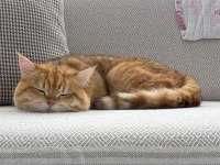 British shorthair 1 yaşında