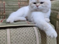 SCOTTİSH FOLD KEDİMİZİ ÇİFLEŞTİRME
