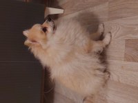 Pomeranian yavru