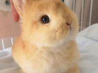 SARI KAHVERENGİ KARAMEL HOLLANDA LOP YAVRU TAVŞANI