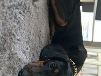 3 aylık dişi safkan doberman