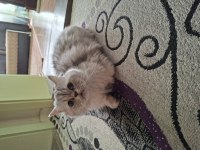 British Longhair Hamile Dişi