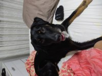 8 aylık rottweiler köpeğim gölge çok oyuncu ve sevecen