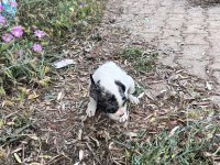 french bulldog merle egzotik yavrular