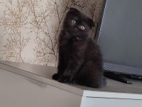 Sahiplendirme 2,5 aylık kediler