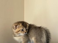 scottish fold golden 2.5 aylık