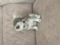 Birbirinden güzel scottish fold bebeklerim